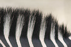 Zebra Mhne