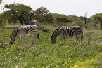 Zebras