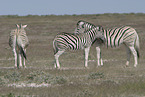 Zebras