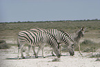 Zebras