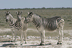 Zebras