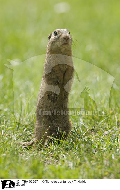 Ziesel / gopher / THA-02297