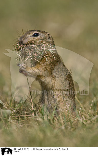 Ziesel / gopher / AT-01378