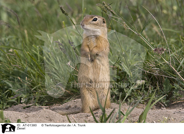 Ziesel / gopher / AT-01380