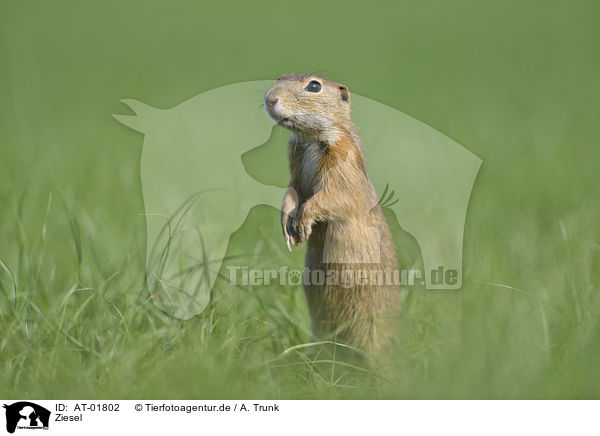 Ziesel / AT-01802