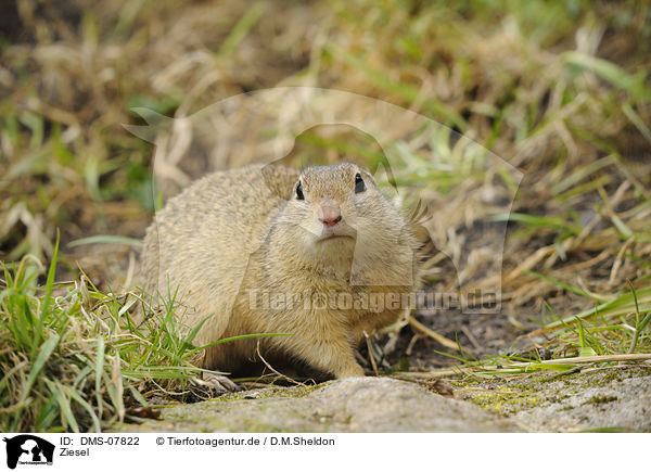 Ziesel / DMS-07822