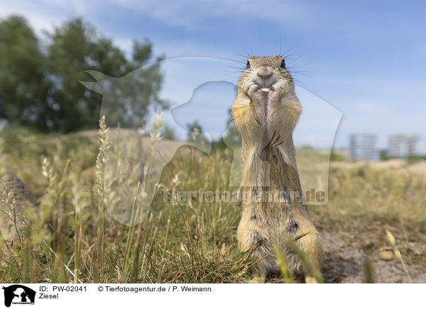 Ziesel / gopher / PW-02041