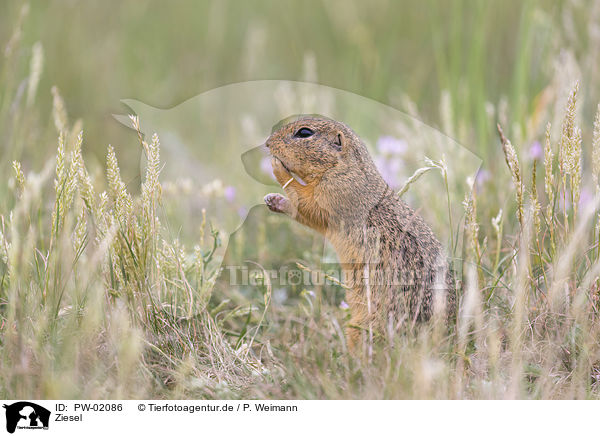 Ziesel / PW-02086