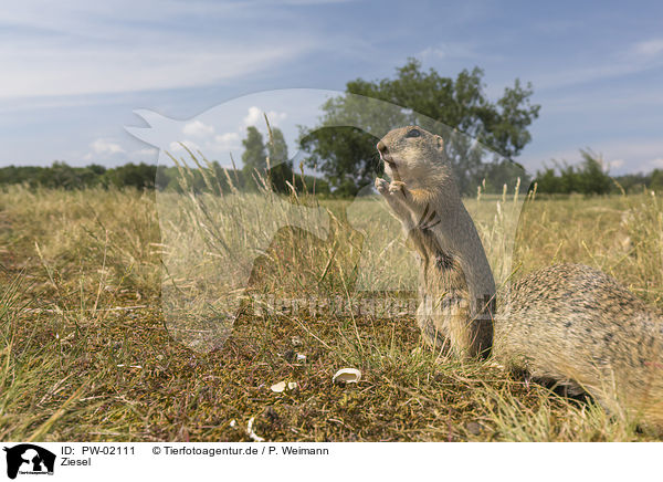 Ziesel / gopher / PW-02111