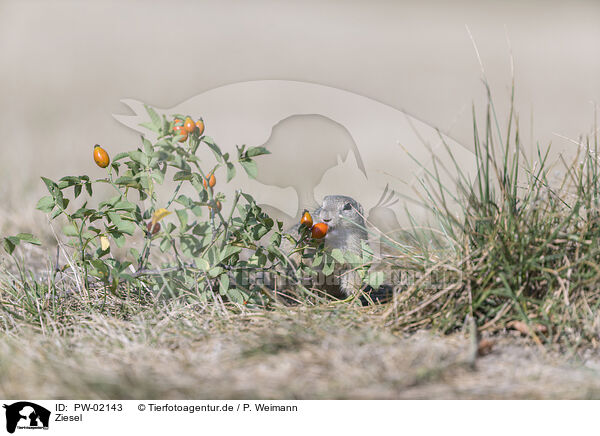 Ziesel / gopher / PW-02143