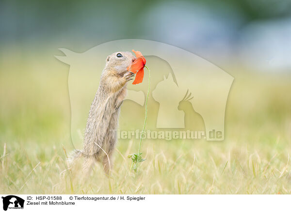 Ziesel mit Mohnblume / HSP-01588