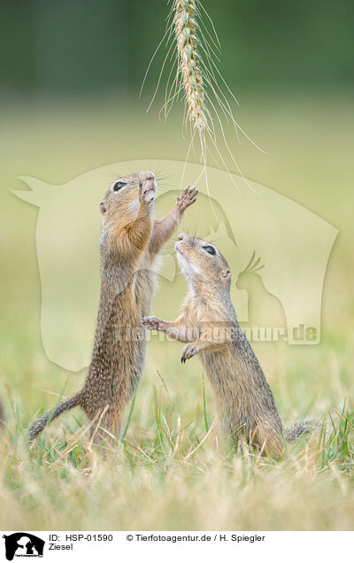 Ziesel / Ground Squirrel / HSP-01590