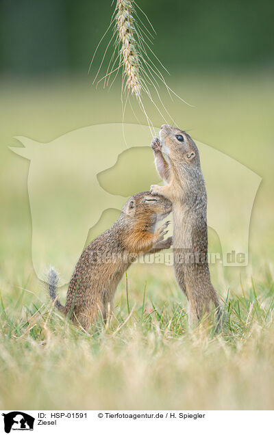 Ziesel / Ground Squirrel / HSP-01591