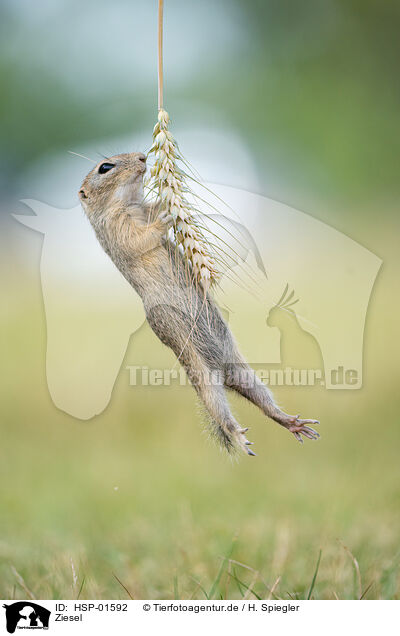 Ziesel / Ground Squirrel / HSP-01592