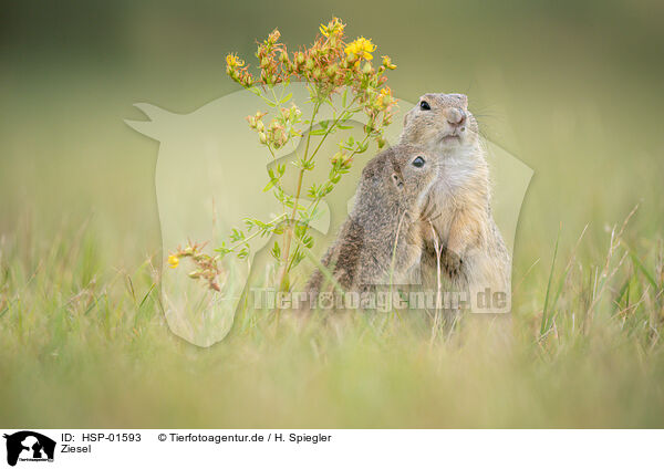Ziesel / Ground Squirrel / HSP-01593