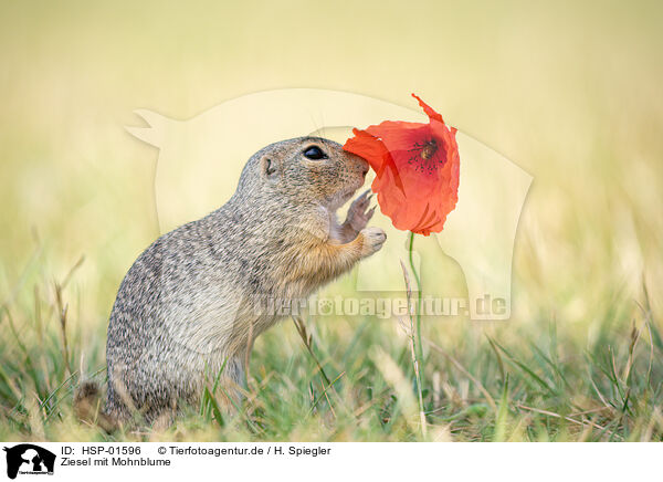 Ziesel mit Mohnblume / HSP-01596