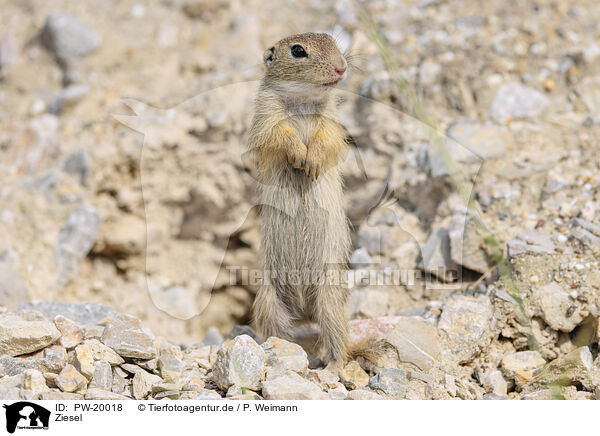 Ziesel / gopher / PW-20018