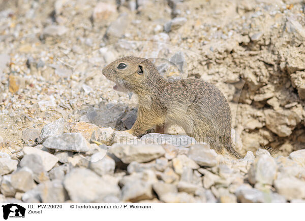 Ziesel / gopher / PW-20020