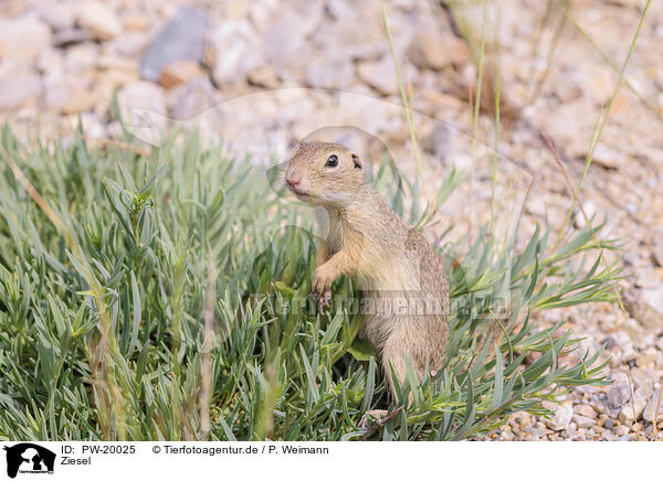 Ziesel / gopher / PW-20025