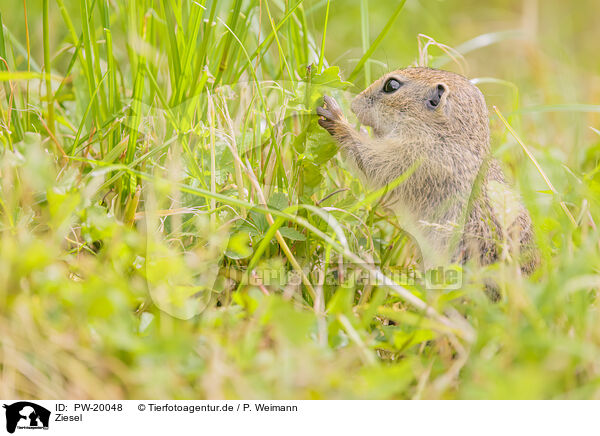 Ziesel / gopher / PW-20048
