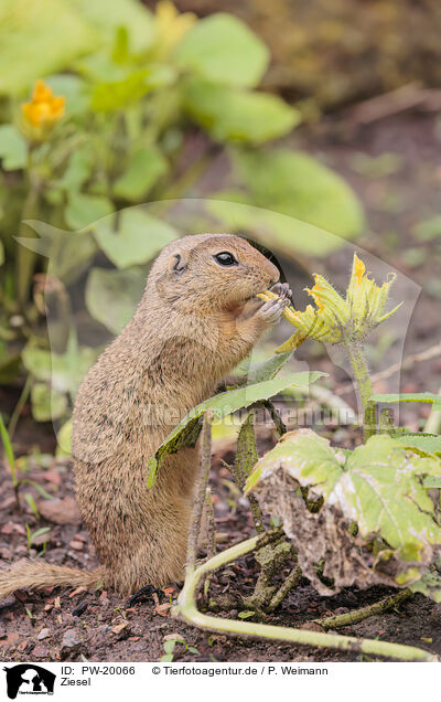 Ziesel / gopher / PW-20066