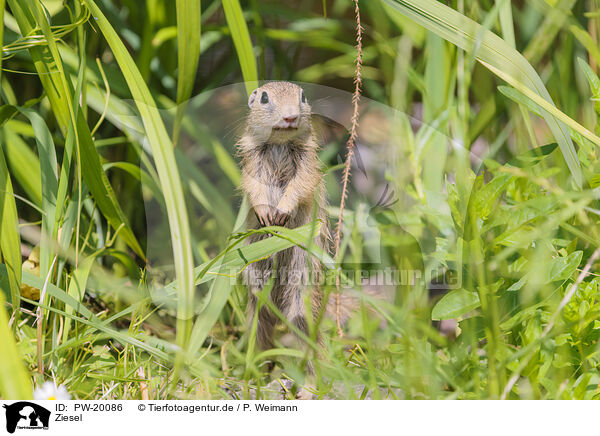 Ziesel / gopher / PW-20086