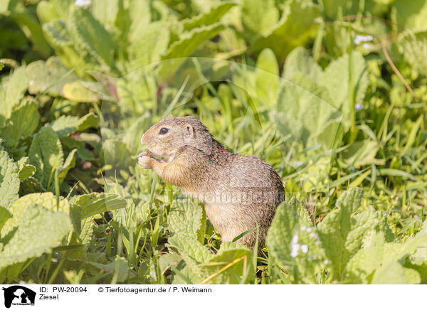 Ziesel / gopher / PW-20094