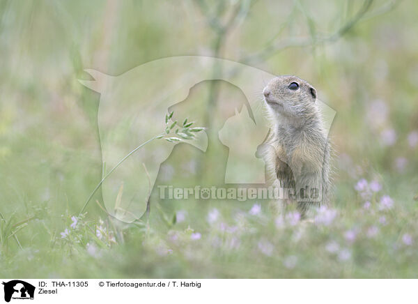 Ziesel / gopher / THA-11305