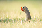 Ziesel mit Mohnblume