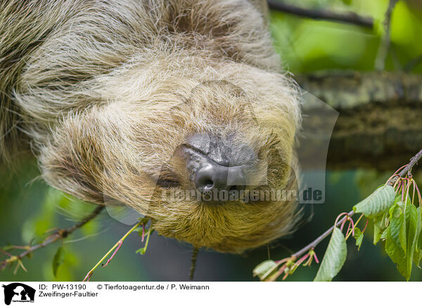Zweifinger-Faultier / Linnaeus's two-toed sloth / PW-13190