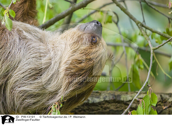 Zweifinger-Faultier / Linnaeus's two-toed sloth / PW-13191