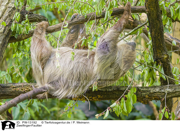 Zweifinger-Faultier / Linnaeus's two-toed sloth / PW-13192