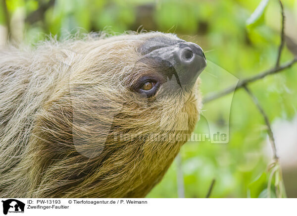 Zweifinger-Faultier / Linnaeus's two-toed sloth / PW-13193
