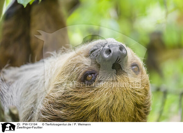 Zweifinger-Faultier / Linnaeus's two-toed sloth / PW-13194