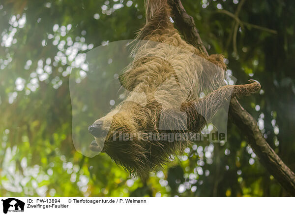 Zweifinger-Faultier / Linnaeus's two-toed sloth / PW-13894
