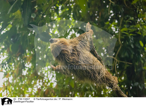 Zweifinger-Faultier / Linnaeus's two-toed sloth / PW-13897