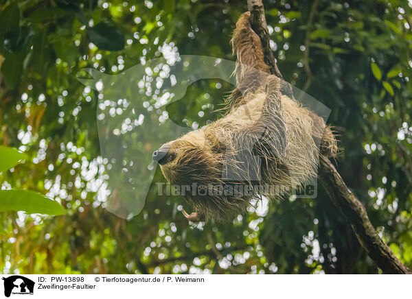 Zweifinger-Faultier / Linnaeus's two-toed sloth / PW-13898