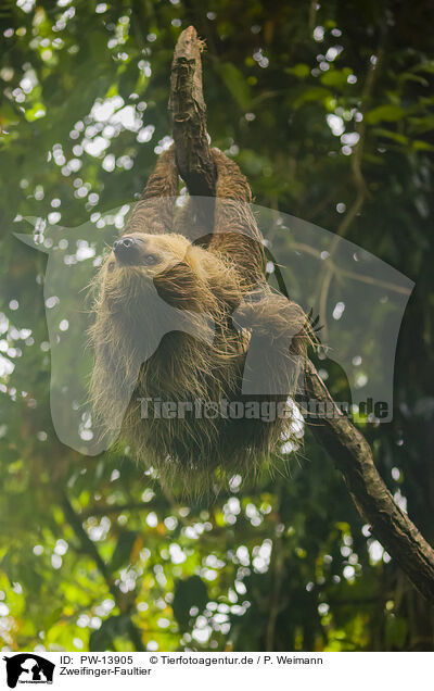 Zweifinger-Faultier / Linnaeus's two-toed sloth / PW-13905