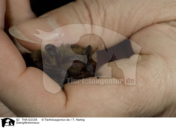 Zwergfledermaus / common pipistrelle / THA-02338