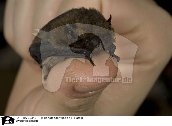 Zwergfledermaus / THA-02340
