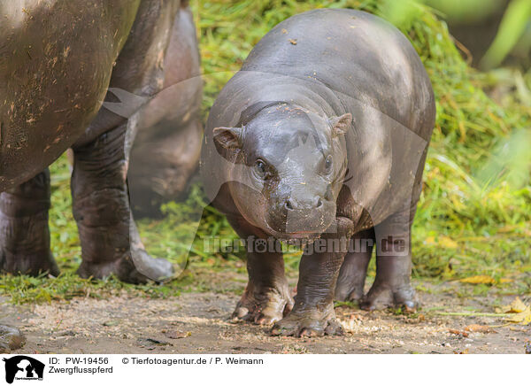 Zwergflusspferd / pygmy hippopotamus / PW-19456
