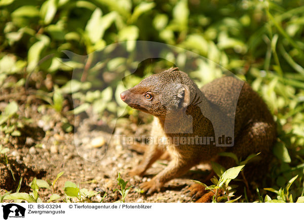 Zwergmanguste / dwarf mongoose / BS-03294