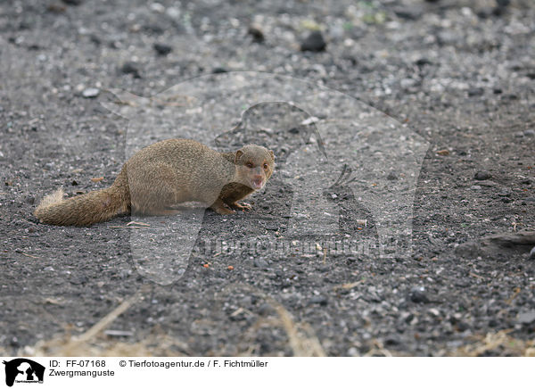Zwergmanguste / dwarf mongoose / FF-07168