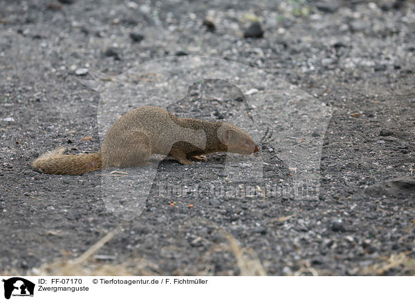 Zwergmanguste / dwarf mongoose / FF-07170