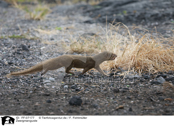 Zwergmanguste / dwarf mongoose / FF-07177