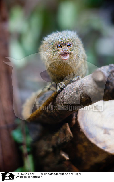 Zwergseidenffchen / dwarf monkey / MAZ-05298