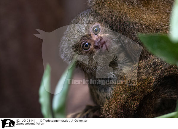 Zwergseidenffchen / dwarf monkeys / JG-01141