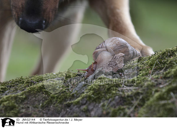 Hund mit Afrikanische Riesenschnecke / Dog with African giant snail / JM-02144