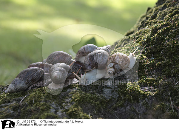 Afrikanische Riesenschnecke / African giant snail / JM-02173