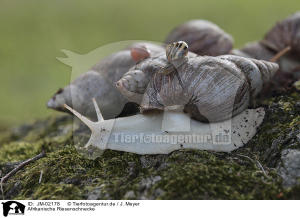 Afrikanische Riesenschnecke / African giant snail / JM-02178